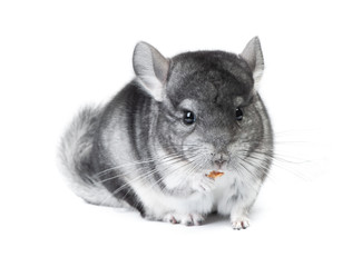Gray chinchilla isolated on white