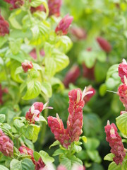 red pink flower Name Panama Queen Plant, The Orange Shrimp Plant, The Coral Aphelandra Single leaf Sorting alternately Lanceolate The flower is a big bouquet. With a small bouquet adorned on the base