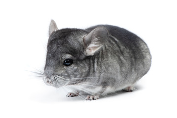 Gray chinchilla isolated on white