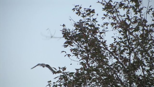 Black winged kite on a branch in hula valley Israel