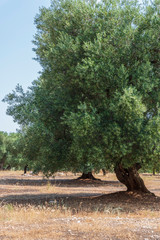 Ancient olive trees tell the story of our land. Puglia, Italy.