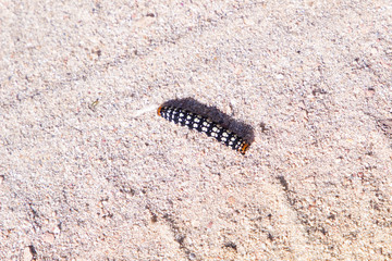 Raupe
