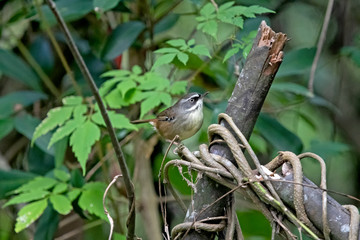 white browed scrubwren on broken branch