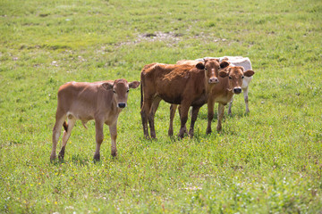 Close-up of calf in green field lit by sun with fresh summer grass on green blurred background. Cattle farming, breeding, milk and meat production concept.