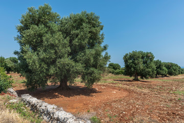 Fototapeta na wymiar Ancient olive trees tell the story of our land. Puglia, Italy.