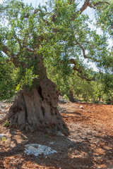 Ancient olive trees tell the story of our land. Puglia, Italy.