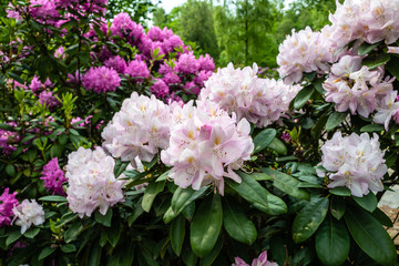 pink and purple rhododendron in a park