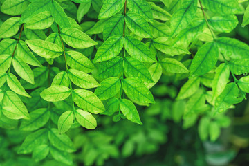 Natural green background