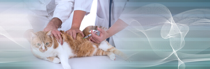Veterinarian making injection; panoramic banner