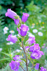 Obraz premium blooming bell close up against a background of wildflowers