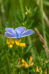 Common blue butterfly