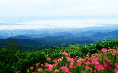 Landscape of green mountain closeup blur pink flower field background