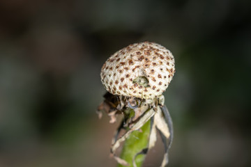 Leere Pusteblume