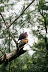 close up shoot of animal