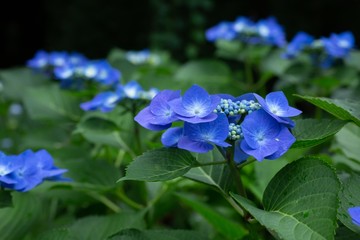お寺の境内の紫陽花