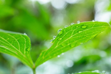 雨上がりに葉っぱにおちた雨の雫