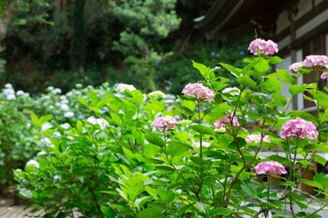 Obraz premium お寺の境内の紫陽花