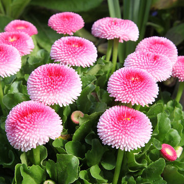 P&acirc;querettes Bellis perennis roses	
