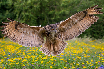 Eagle owl  (Bubo bubo)