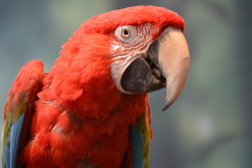 Macaw