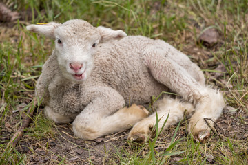 Naklejka na ściany i meble cute baby lamb relaxing