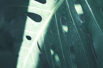 Creative nature layout made of tropical leaves and flowers. Flat lay. Summer concept.