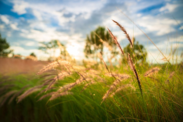 Fototapeta premium Beautiful golden grasses background with blue sky sun shine silhouette light 