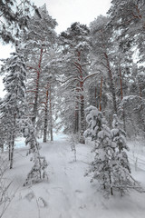 winter forest