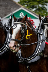 portrait of a horse