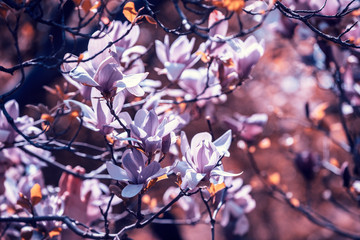Blossoming magnolia flowers. Springtime. Natural vintage flowers background