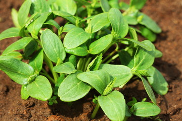 Young fresh seedling of cucumber growing in garden. Cucumber plantation. cultivation of cucumbers in greenhouse.