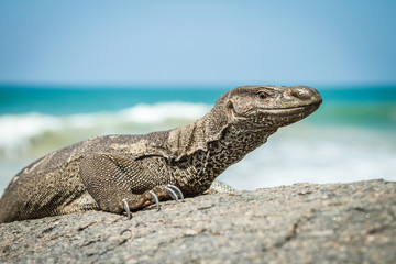 Wild varan on the rocks by the ocean