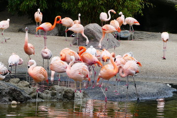 Flamingos