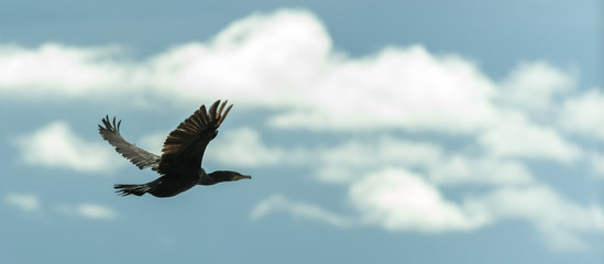 A black bird.