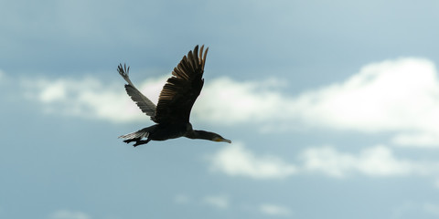 A black bird.