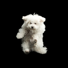 Flying white dog on black background. Jumping happy puppy
