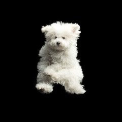 Flying white dog on black background. Jumping happy puppy