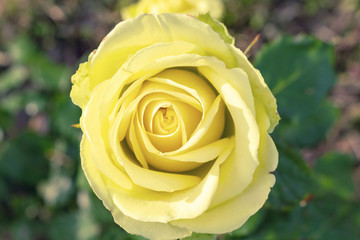 Rose yellow pastel beautiful colorful close up soft focus