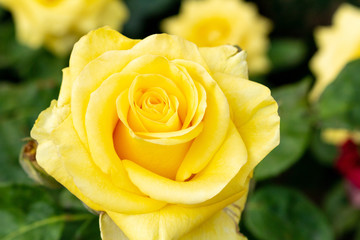 Rose yellow pastel beautiful colorful close up soft focus
