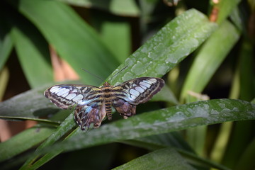 Schmetterling Nahaufnahme