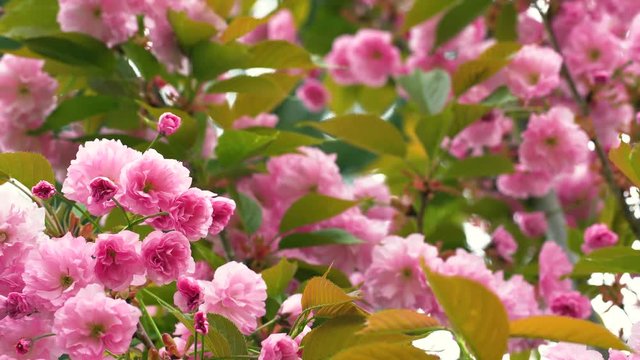 Closeup view of beautifull blooming delicate pink flowers of japanese sakura tree growing outdoors in spring park. Floral 4k video background.