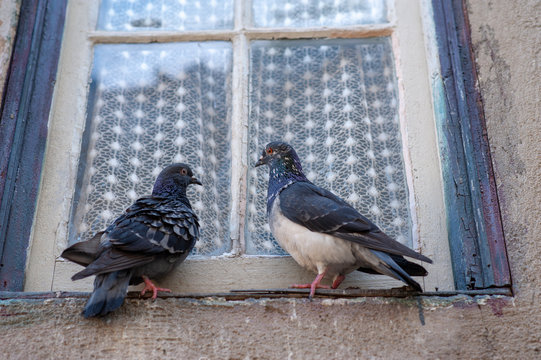 Zwei Tauben auf Fensterbank. Turteltäubchen