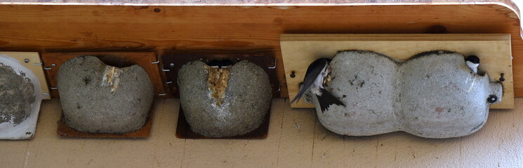Schwalbennester unter einem Holzbrett © thauwald-pictures