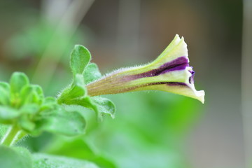 pitunia flower with drops of water