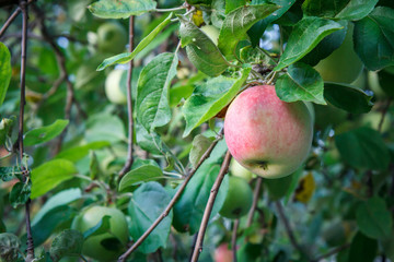 Large ripe apple on a tree branch in an orchard.