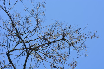 branches of a tree against blue sky