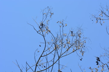 branches of a tree