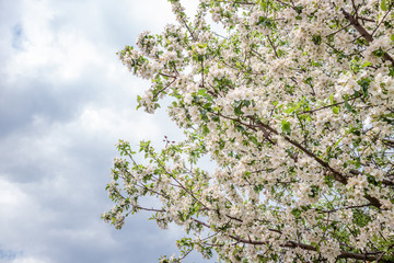 Spring flowers background. Beautiful nature scene with blooming apple tree. Spring blossom in orchard