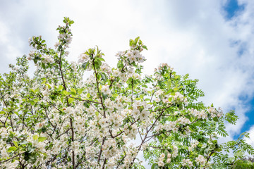 Spring flowers background. Beautiful nature scene with blooming apple tree. Spring blossom in orchard