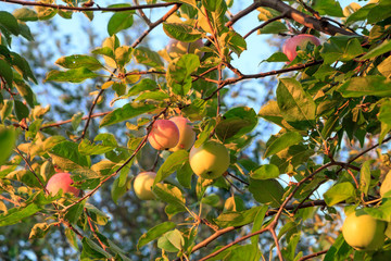 Red apples on the tree in summer day.